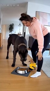 1.6M views · 9.7K reactions | Olha o drama abelhinha  | Bloom Pets | Facebook