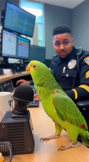 Parrot Becomes Police Dispatcher 😂🦜 #talkingparrot #funny #police