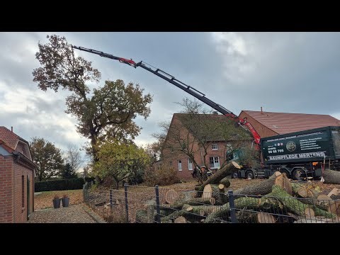 Es macht keinen Spaß mehr! Baumfällung geht Schief! Maschinen Kaputt und nix als Ärger!