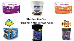 The 7 Best Reef Salt Mixes of 2024 - Reviewed And Tested