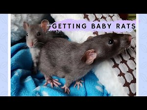 Getting BABY RATS // FIRST WEEK at their NEW HOME | DIY Pets & Life