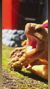 How I call my hooman…. #tortoise #turtle #reptile #reptiles #sulcata #sulcatatortoise #tortoises #turtles #pet #tortoiselife #tortoiselove #pets #animals #cutenessoverload #tortoiselover #animal #marmot #funny #lol #tortuga #babytortoise #scream #sulcatalover | Tucker The Tiny Tortoise