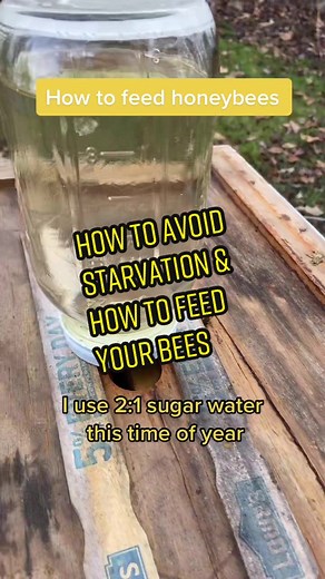 Prevent Winter Bee Starvation: Feeding Tips