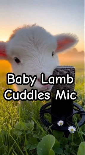 This Baby Lamb Cuddle ASMR Is Too Pure 💤🐑