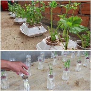 How to organically grow your own greens | MetDaan