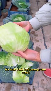 My organic veggie garden secret: How to grow pest-free tomatoes? #garden #gardening #gardeningtips #gardenhacks #gardentok #gardening101 #gardentiktok #plant #plants #planting #plantingtips #planttiktok #PlantTok #PlantLover #planttips #farmer #farming #farmlife #farmtok | Planting Fever