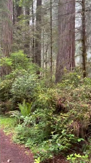 Lady Bird Johnson Grove trial, Redwoods National Park #hiking #lifeisbutadream #redwoodnationalpark