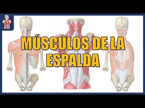 ANATOMÍA - MÚSCULOS DE LA ESPALDA