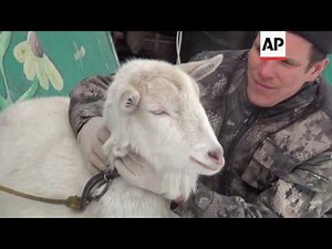 Liger cub born in Russian touring zoo
