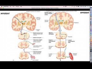 Human Physiology - Ch. 13 Lecture, Part 3 - Midbrain and Hindbrain