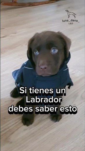 💥Everything about #Labradors #dogs #dog #dogbreeds #labradorretriever