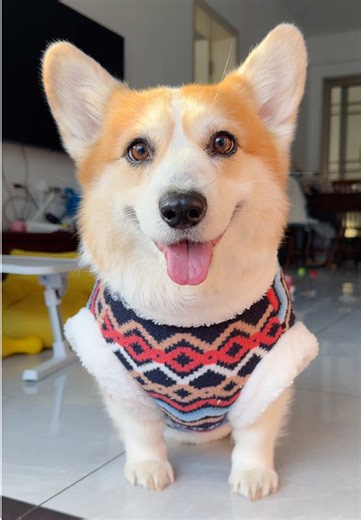 Corgi Puppy Videos: Adorable Moments with My Pet