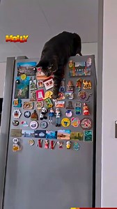 46K views · 2.3K reactions | Life is better with a healthy dose of cat silliness | Molly | Facebook