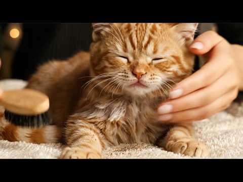 Relaxing Cat ASMR Cleaning 🐾 Gentle Grooming, Deep Purring & Soothing Sounds