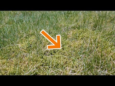 Remove moss from the lawn - quickly and easily - Here's how