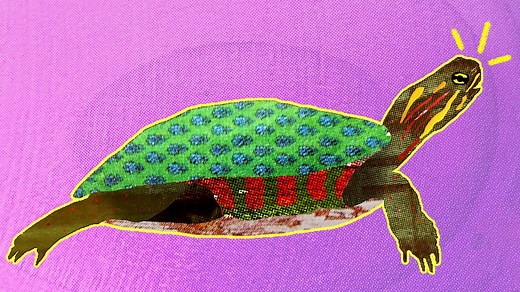 How do turtles survive in winter?