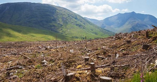 森林破壊によって動物など生態系はどんな危機に面しているの？ | gooddoマガジン｜寄付・社会課題・SDGsに特化した情報メディア