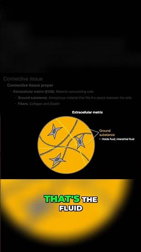 Extracellular Matrix, Ground Substance and Fibers Explained #shorts #anatomy #histology #collagen