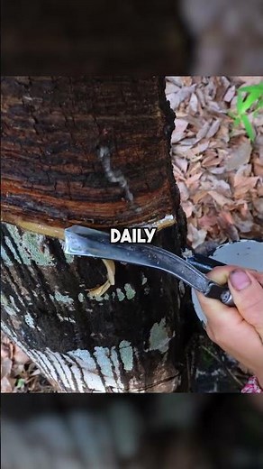 This Is How Rubber Is Harvested From Trees