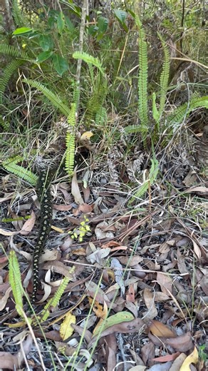 Adult Diamond Python relocated today from Medowie. Moved back into the bushland away from a few very nervous dogs! - 0466 694 540 Dylan - 0420 608 335 Stephanie | Port Stephens Reptile Relocation