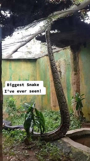 Encountering the Largest Python Ever | Incredible Wildlife Encounter