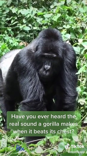 ecoflixofficial on TikTok