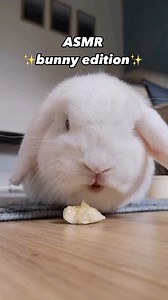 46 reactions | Only Blossom can get away with loud chewing ❤️ And wait for the lick!  #rabbit #ASMR #bunny #cute | Beastly Show | Facebook