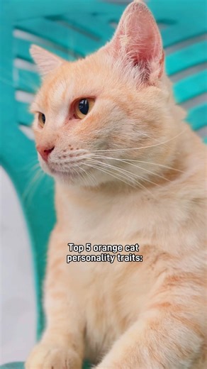 Top 5 orange cat personality traits #elmocat #cat #cats #funny
