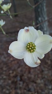 Happy 1st day of Spring! Dogwoods are blooming! The showy white petals actually aren’t part of the flower. They are bracts, or modified leaves. The flowers are the little greenish parts in the middle. Video Credit: Deb Davis | Mississippi Museum of Natural Science