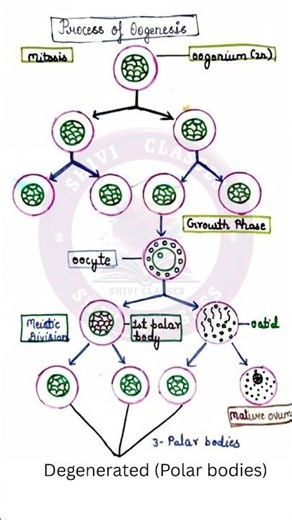 Process of Oogenesis in Female ( Human) #biology #botany #zoology #ncert subscribe my channel