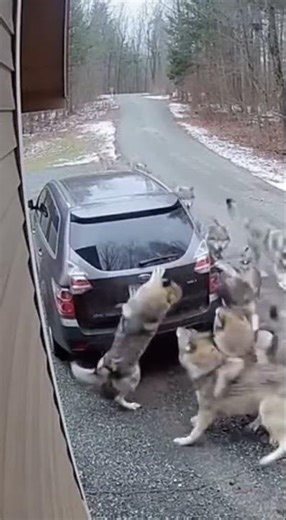 This CCTV Clip Is Hard to Watch 😰🐺