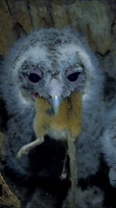 Juvenile Owl 🦉 Eat Rat 🐁 . . . #birdphotography #wildanimals #wildlifephotography #birdlovers #viralpost2024 #nature #birdlife | Ayoub Nayiak Wildlife Photographer