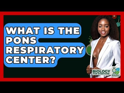 What Is The Pons Respiratory Center? - Biology For Everyone
