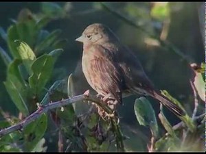 Fox Sparrow of Western Oregon
