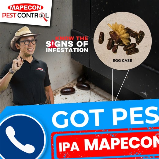 Found a cockroach egg case? That’s a warning, Infestation may already be starting. 荒 Protect your home with 퐌퐀퐏퐄퐂퐎퐍 ! ️ D.I.A.L  8567 - PEST (7378)  09209113886 (Smart)  09175285709 (Globe)  09228242295 (Sun) or send us a message at  customercare@mapecon.com.ph www.mapecon.com #IpaMAPECONMo #provenprotection #trustedforgenerations #ipis #MAPECONProtects #ONEMapecon #pests #cockroachcontrol | MAPECON Philippines, Inc. | Facebook