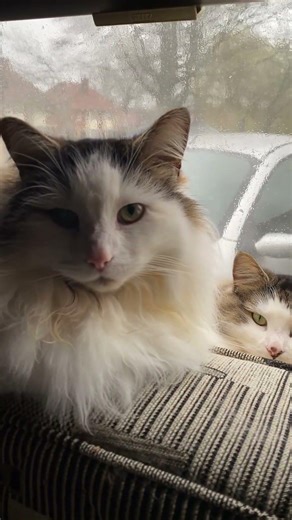 Caravan buddies ❤️ #cat