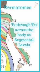 Study Songz ll Anatomy Music on Instagram: "Cervical Dermatomes! Not my favorite picture of the Dermatomes but you get the idea. Dermatomes and Myotomes are the sensory and motor distributions of specific spinal nerves. Each spinal nerve root level has sensation and motor functions at certain areas and certain movements. An important thing about dermatomes and myotomes… IT CAN VARY! Not everyone’s C6 dermatome is the same and myotomes are slightly different as well. As I made this song, I realiz
