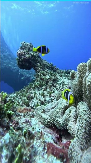 Great Barrier Reef's 2,900 Reefs Visible From Space 🐠