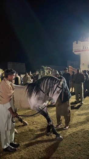 Horse dance in punjab | Vip ghora | ghora karayel | Shadi Show 2026