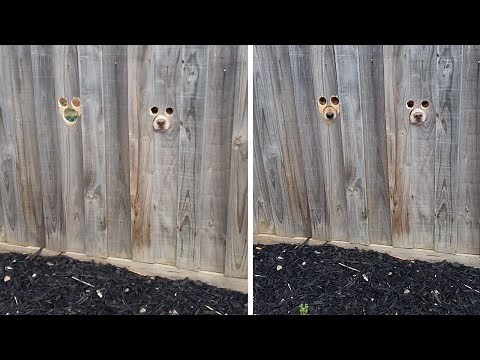 Excited Dogs Poke Their Face Through Hole In Fence