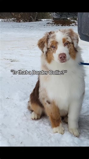 Understanding the Differences Between Dog Breeds