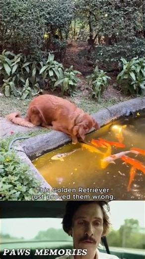 Who Said Dogs and Fish Can’t Be Friends? 🐶🐟💛 #dog #shorts