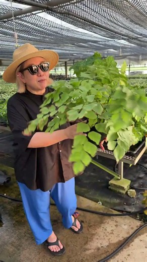 Giant Maidenhair Fern #MaidenhairFern #Fern #Houseplant