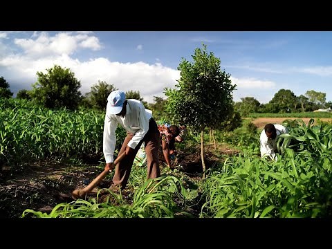 Improving the macadamia value chain in Malawi | SDGP