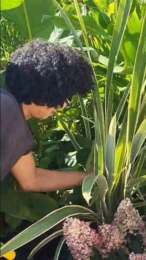 How to Protect Cordylines from Winter ❄️ | Digging & Storing