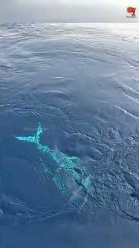 🎣 Big Swordfish Caught Using Live Indian Scad as Bait! 🐟 #fishing #fishingvideo #fishingtime