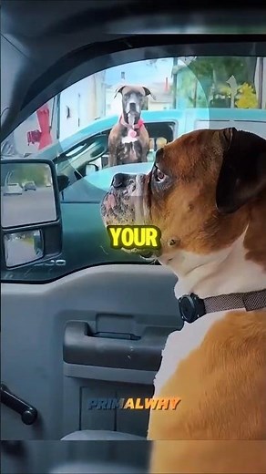Why You Should NEVER Ignore a Dog’s "Side-Eye" #shorts