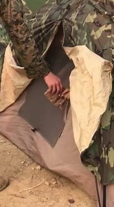 50K views · 591 reactions | Please don't feed the wildlife aboard Camp Pendleton | Terminal Lance | Facebook