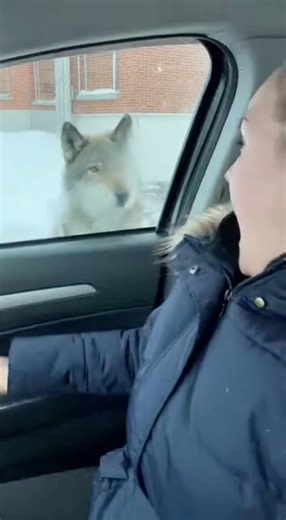 Wildlife in the City — Wolf Chases Deer Through Snowy Neighborhood