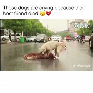 5.4K views · 37 reactions | These Dogs are crying because their best friend died  | I heart pets | Facebook